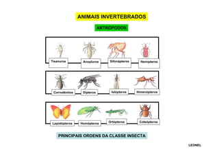 ANIMAIS INVERTEBRADOS
ARTRÓPODOS

Tisanuros

Anopluros

Corrodêntios

Dípteros

Lepidópteros

Homópteros

Sifonápteros

Islópteros

Ortópteros

Hemípteros

Himenópteros

Coleópteros

PRINCIPAIS ORDENS DA CLASSE INSECTA
LEONEL

 