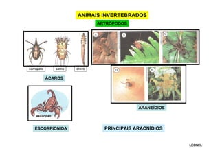 ANIMAIS INVERTEBRADOS
ARTRÓPODOS

carrapato

sarna

cravo

ÁCAROS

ARANEÍDIOS
escorpião

ESCORPIONIDA

PRINCIPAIS ARACNÍDIOS

LEONEL

 
