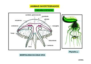 ANIMAIS INVERTEBRADOS
CNIDARIA (CIFOZOA)
cavidade gastrovascular
exumbrela
gônada
ectoderme

endoderme

mesogléia

franja

Subumbrela

tentáculo
boca

Physalia sp.
MORFOLOGIA DA ÁGUA VIVA
LEONEL

 