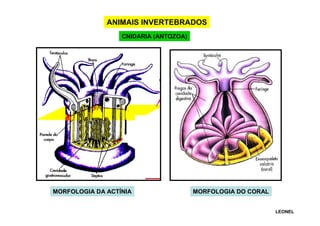 ANIMAIS INVERTEBRADOS
CNIDARIA (ANTOZOA)

MORFOLOGIA DA ACTÍNIA

MORFOLOGIA DO CORAL
LEONEL

 