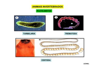 ANIMAIS INVERTEBRADOS
PLATELMINTOS

TURBELARIA

TREMATODA

CESTODA
LEONEL

 