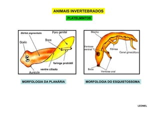 ANIMAIS INVERTEBRADOS
PLATELMINTOS

dorso pigmentado

faringe protrátil
ventre ciliado

MORFOLOGIA DA PLANÁRIA

MORFOLOGIA DO ESQUISTOSSOMA

LEONEL

 