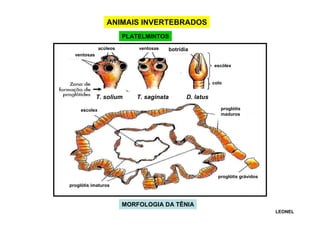 ANIMAIS INVERTEBRADOS
PLATELMINTOS
acúleos

ventosas

botrídia

ventosas
escólex

colo

T. solium

T. saginata

D. latus
proglótis
maduros

escolex

proglótis grávidos
proglótis imaturos

MORFOLOGIA DA TÊNIA
LEONEL

 