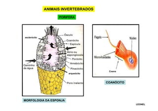 ANIMAIS INVERTEBRADOS
PORIFERA

esclerócito

Coana
arqueócito

COANÓCITO

MORFOLOGIA DA ESPONJA
LEONEL

 