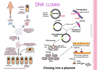 By Thanyamon C.
                                11
DNA CLONING
 
