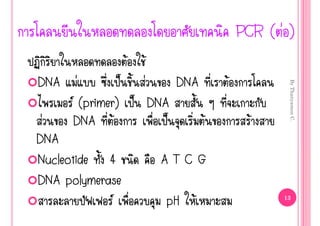 PCR ( ‹ )
                  Œ       Œ
DNA   ‹       š       ‹        DNA       Œ




                                                     By Thanyamon C.
       (primer) š DNA
 ‹     DNA Œ          š              Œ         Œ
DNA
Nucleotide 4                  ATCG
DNA polymerase
                             pH Œ                  13
 