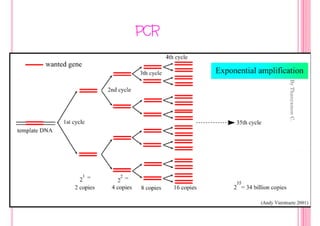 By Thanyamon C.
                        15
PCR
 