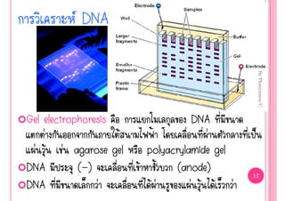  DNA




                                                   By Thanyamon C.
Gel electrophoresis                  DNA
    ‹               Œ       ‡           ‹      š
  ‹ Œ ‹ agarose gel       polyacrylamide gel
DNA         ( -)        Œ        (anode)       17

DNA              ‹         Œ‹       ‹ Œ Œ ‹
 
