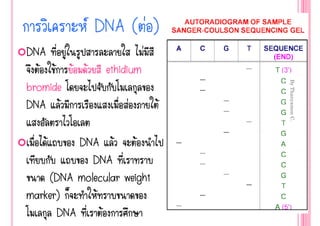  DNA ( ‹ )
DNA ‹                      ‹
   Œ Œ Œ Œ      ethidium
bromide




                                    By Thanyamon C.
DNA Œ                ‹         Œ

    Œ     DNA Œ       Œ
            DNA
    (DNA molecular weight
marker)      Œ                     18

      DNA      Œ
 