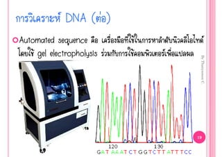  DNA ( ‹ )
Automated sequence                Œ                   
    Œ gel electropholysis ‹   Œ       




                                           By Thanyamon C.
                                          19
 