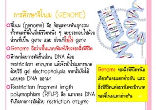 (GENOME)
     (genome)      Œ
                                      Œ
 ‹   š gene            ‹   ‹ ‹ gene




                                                      By Thanyamon C.
Genome ‹ š                
                  ‹ DNA Œ
restriction enzyme Œ
 Œ     gel electropholysis          Œ Genome
         DNA                                     ‹
Restriction fragment length                  ‹
polymophism (RFLP)                DNA          ‹     20

               Œ restriction enzyme
 
