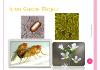 HUMAN GENOME PROJECT




                        By Thanyamon C.
                       22
 