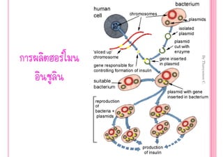 By Thanyamon C.
                  25

 