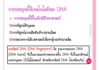  Œ                  DNA
                Œ                  
          




                                                            By Thanyamon C.
                    
                              Œ
      DNA (DNA fingerprint)                  DNA
(DNA band) š           ‹              DNA š             
         (Œ ‹ ‹     Œ               DNA ‹          )   26
 