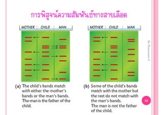 By Thanyamon C.
                      28


 