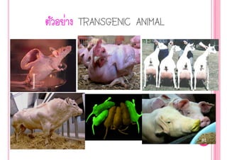 ‹ TRANSGENIC ANIMAL




                       By Thanyamon C.
                      32
 