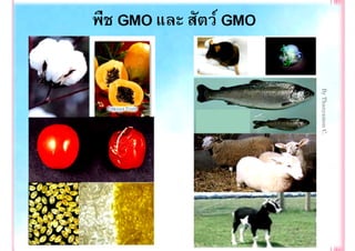 By Thanyamon C.
                  38
 