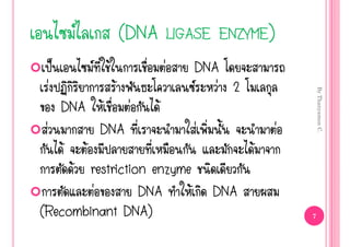              (DNA LIGASE ENZYME)
     š        Œ            ‹   DNA
 ‹                 Œ             ‹ 2




                                                     By Thanyamon C.
   DNA Œ ‹          Œ
 ‹        DNA              ‹                 ‹
    Œ Œ                         Œ
     Œ restriction enzyme
        ‹        DNA      Œ DNA
(Recombinant DNA)                                7
 