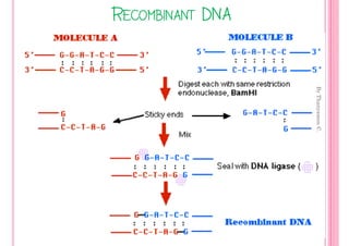 RECOMBINANT DNA




                      By Thanyamon C.
                  8
 