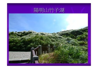 陽明山竹子湖
 
