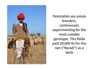 Pastoralists are astute
breeders,
continuously
experimenting for the
most suitable
genotype. This Raika
paid 20,000 Rs for this
ram (“Baradi”) as a
lamb
Pastoralists are astute
breeders,
continuously
experimenting for the
most suitable
genotype. This Raika
paid 20,000 Rs for this
ram (“Baradi”) as a
lamb
 