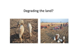 Degrading the land?
 