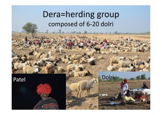 Dera=herding group
composed of 6-20 dolri
DolriPatell
 