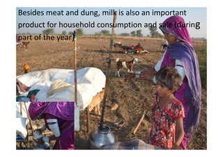Besides meat and dung, milk is also an important
product for household consumption and sale (during
part of the year)
 