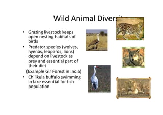 Wild Animal Diversity
• Grazing livestock keeps
open nesting habitats of
birds
• Predator species (wolves,
hyenas, leopards, lions)
depend on livestock as
prey and essential part of
their diet
(Example Gir Forest in India)
• Chilikula buffalo swimming
in lake essential for fish
population
• Grazing livestock keeps
open nesting habitats of
birds
• Predator species (wolves,
hyenas, leopards, lions)
depend on livestock as
prey and essential part of
their diet
(Example Gir Forest in India)
• Chilikula buffalo swimming
in lake essential for fish
population
 