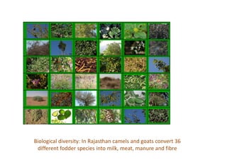 Biological diversity: In Rajasthan camels and goats convert 36
different fodder species into milk, meat, manure and fibre
 