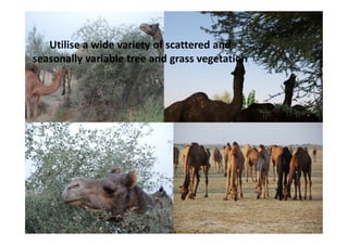 Utilise a wide variety of scattered and
seasonally variable tree and grass vegetation
 