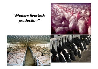 “Modern livestock
production”
 