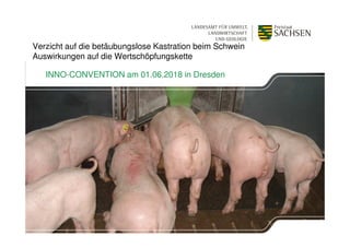 1 | XX. Monat 2013 | Name des Präsentators
Verzicht auf die betäubungslose Kastration beim Schwein
Auswirkungen auf die Wertschöpfungskette
INNO-CONVENTION am 01.06.2018 in Dresden
 