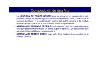 Composición de una Vía
• La NEURONA DE PRIMER ORDEN tiene su soma en un ganglio de la raíz
  posterior; desde allí, la prolongación periférica (la dendrita) hace contacto con el
  receptor periférico y la prolongación central (el axón) penetra a la médula
  espinal formando parte de la raíz posterior hasta sinaptar con la
• NEURONA DE SEGUNDO ORDEN. El axón de esta neurona puede decusarse
  o seguir ipsilateralmente hasta un centro superior del SNC. En este centro, que
  generalmente es el tálamo, se encuentra la
• NEURONA DE TERCER ORDEN cuyo axón llega hasta el área sensitiva de la
  corteza cerebral.
 