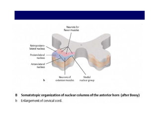 Microsoft power point   neuro i 