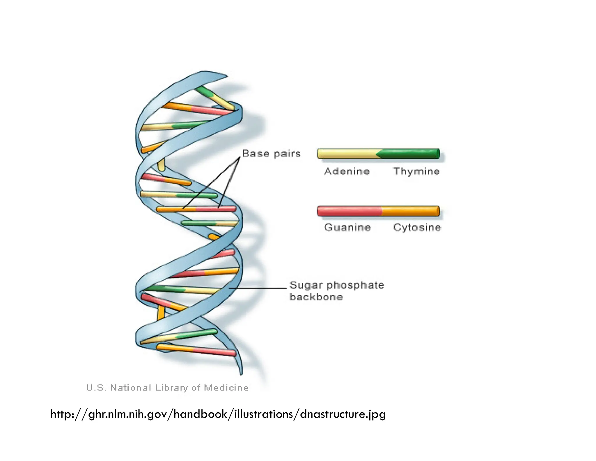 http://ghr.nlm.nih.gov/handbook/illustrations/dnastructure.jpg
 
