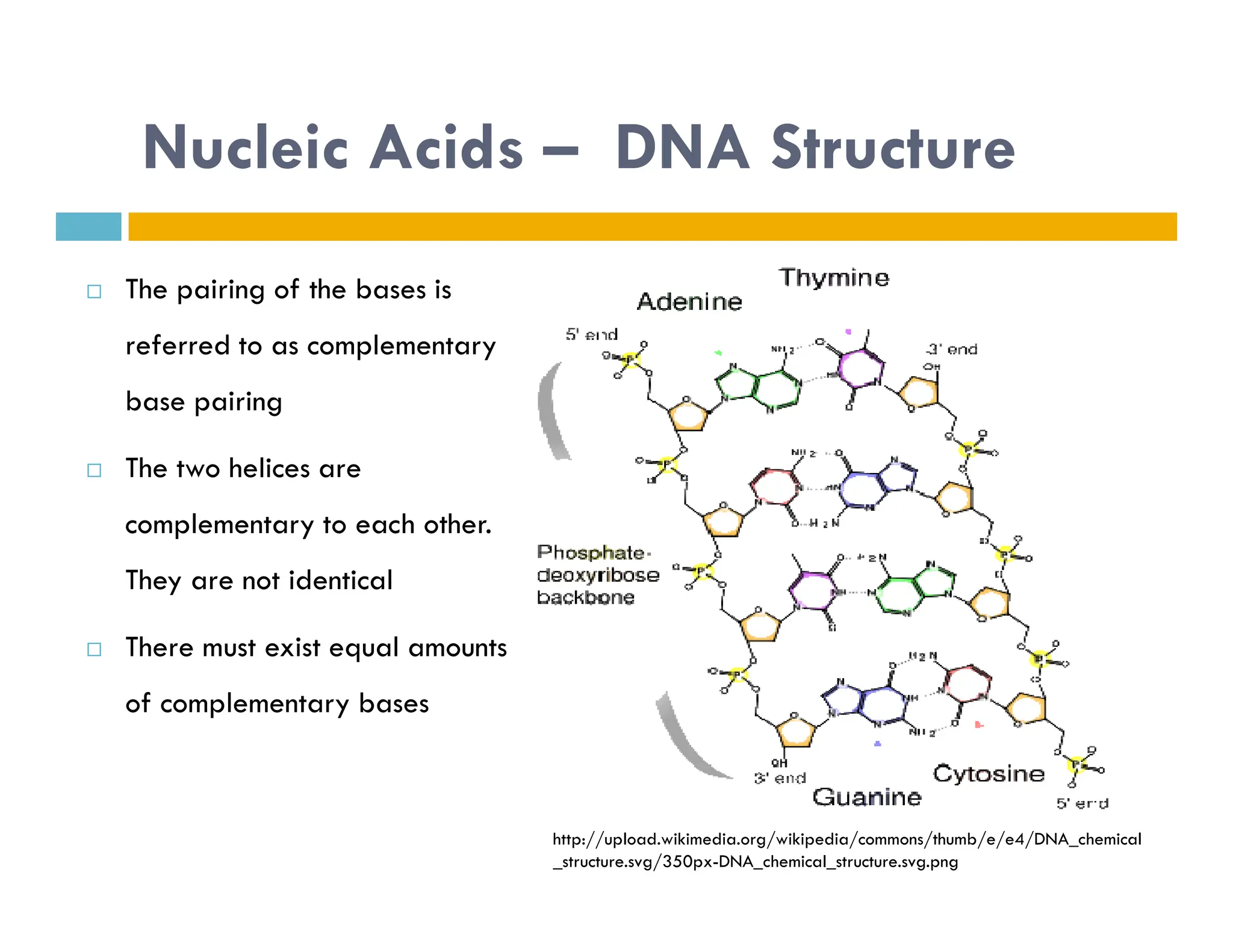 Nucleic Acids – DNA Structure
 The pairing of the bases is
referred to as complementary
base pairing
 The two helices are
 The two helices are
complementary to each other.
They are not identical
 There must exist equal amounts
of complementary bases
http://upload.wikimedia.org/wikipedia/commons/thumb/e/e4/DNA_chemical
_structure.svg/350px-DNA_chemical_structure.svg.png
 