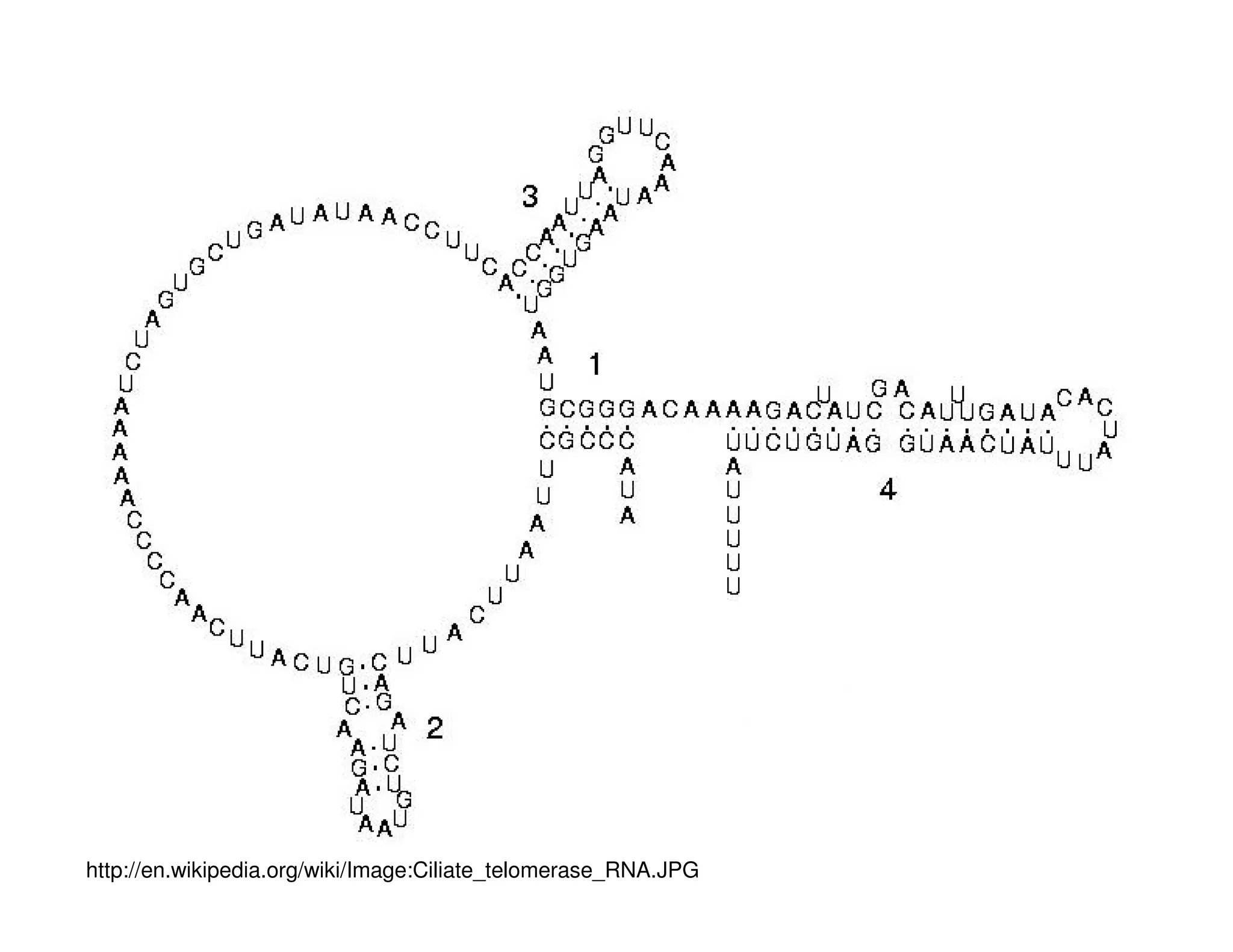 http://en.wikipedia.org/wiki/Image:Ciliate_telomerase_RNA.JPG
 