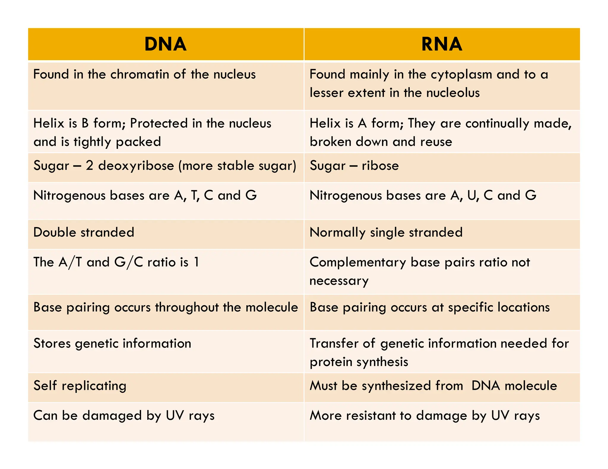 DNA RNA
Found in the chromatin of the nucleus Found mainly in the cytoplasm and to a
lesser extent in the nucleolus
Helix is B form; Protected in the nucleus
and is tightly packed
Helix is A form; They are continually made,
broken down and reuse
Sugar – 2 deoxyribose (more stable sugar) Sugar – ribose
Nitrogenous bases are A, T, C and G Nitrogenous bases are A, U, C and G
Double stranded Normally single stranded
Double stranded Normally single stranded
The A/T and G/C ratio is 1 Complementary base pairs ratio not
necessary
Base pairing occurs throughout the molecule Base pairing occurs at specific locations
Stores genetic information Transfer of genetic information needed for
protein synthesis
Self replicating Must be synthesized from DNA molecule
Can be damaged by UV rays More resistant to damage by UV rays
 