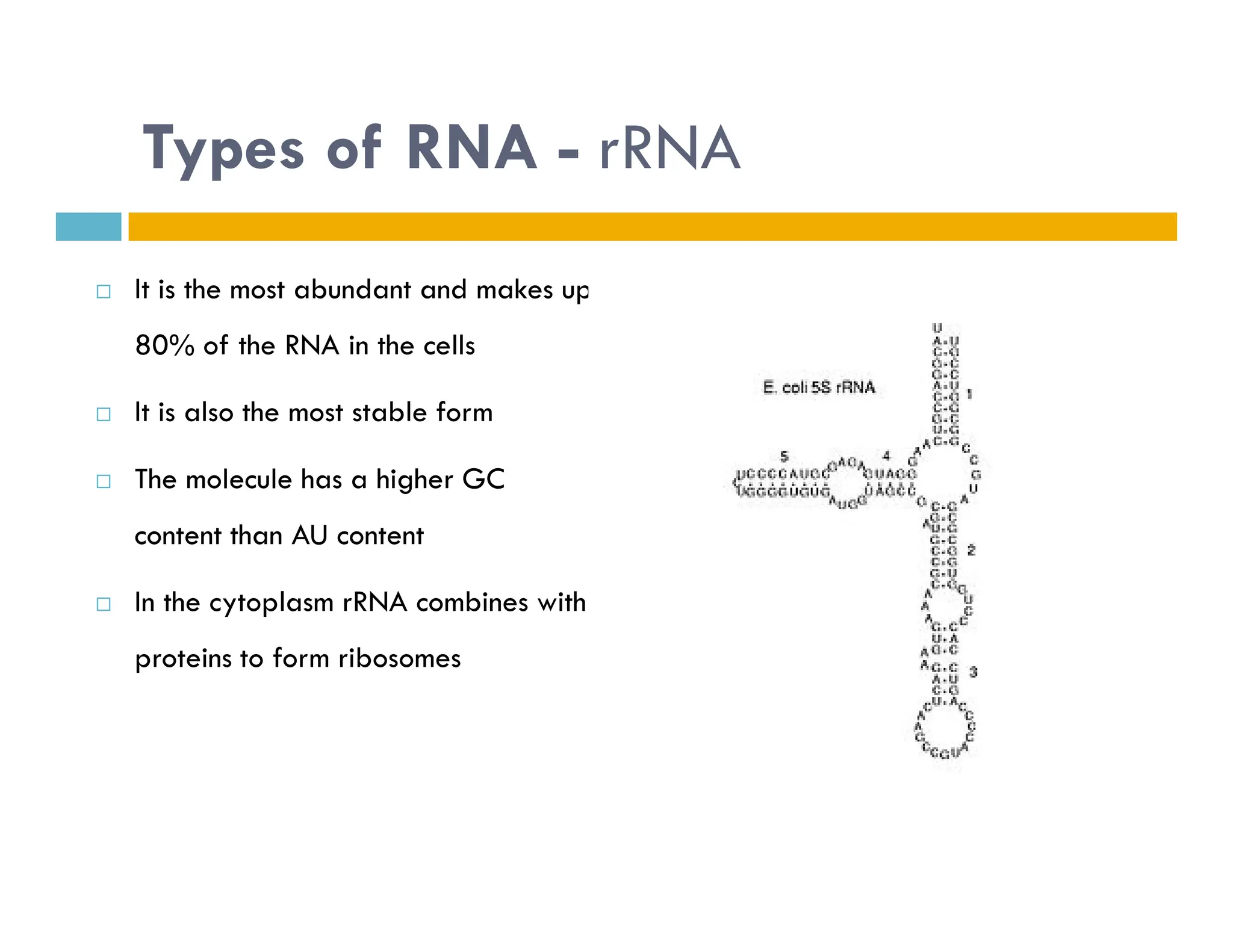 Types of RNA - rRNA
 It is the most abundant and makes up
80% of the RNA in the cells
 It is also the most stable form
 The molecule has a higher GC
 The molecule has a higher GC
content than AU content
 In the cytoplasm rRNA combines with
proteins to form ribosomes
 