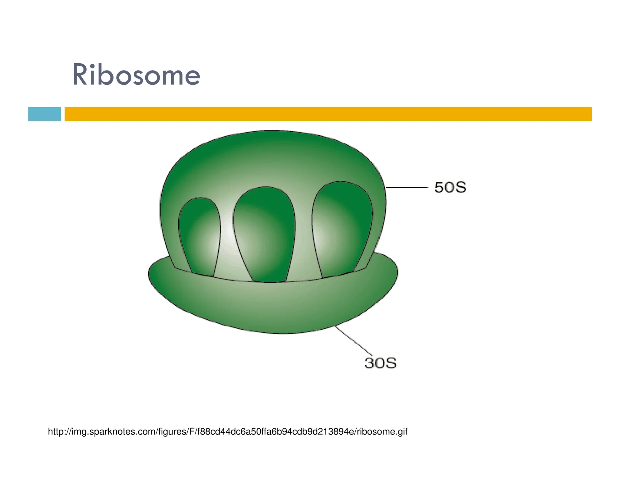 Ribosome
http://img.sparknotes.com/figures/F/f88cd44dc6a50ffa6b94cdb9d213894e/ribosome.gif
 