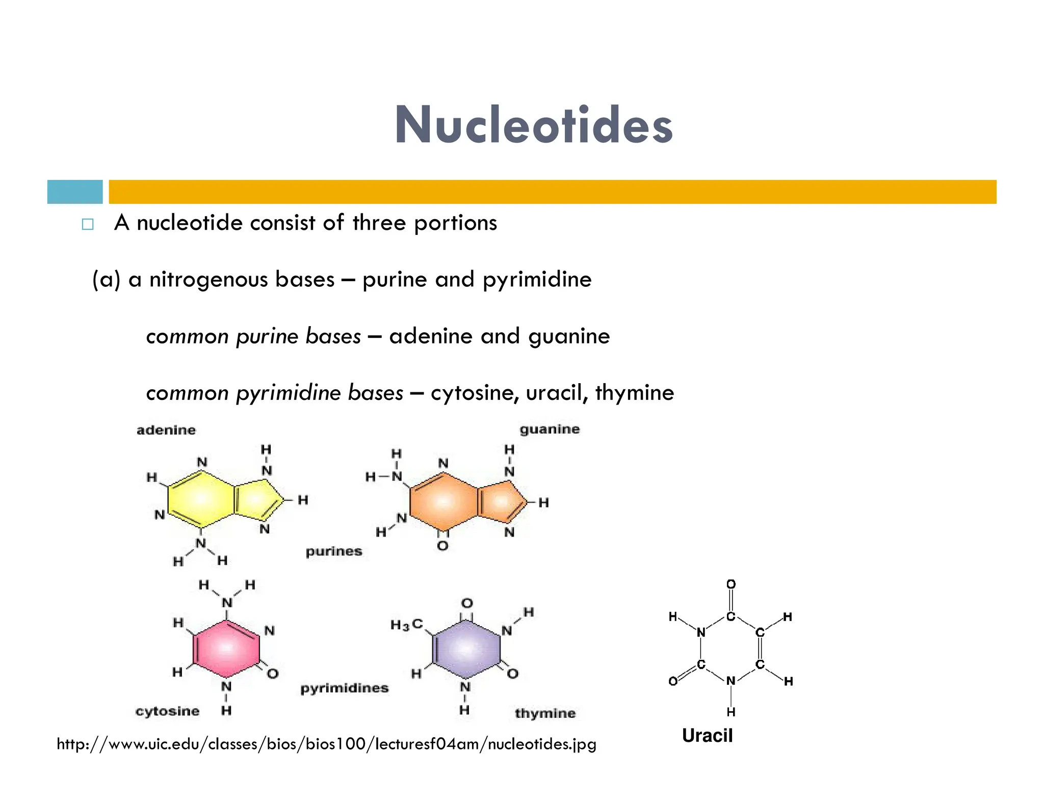 Nucleotides
 A nucleotide consist of three portions
(a) a nitrogenous bases – purine and pyrimidine
common purine bases – adenine and guanine
common pyrimidine bases – cytosine, uracil, thymine
common pyrimidine bases – cytosine, uracil, thymine
http://www.uic.edu/classes/bios/bios100/lecturesf04am/nucleotides.jpg Uracil
 