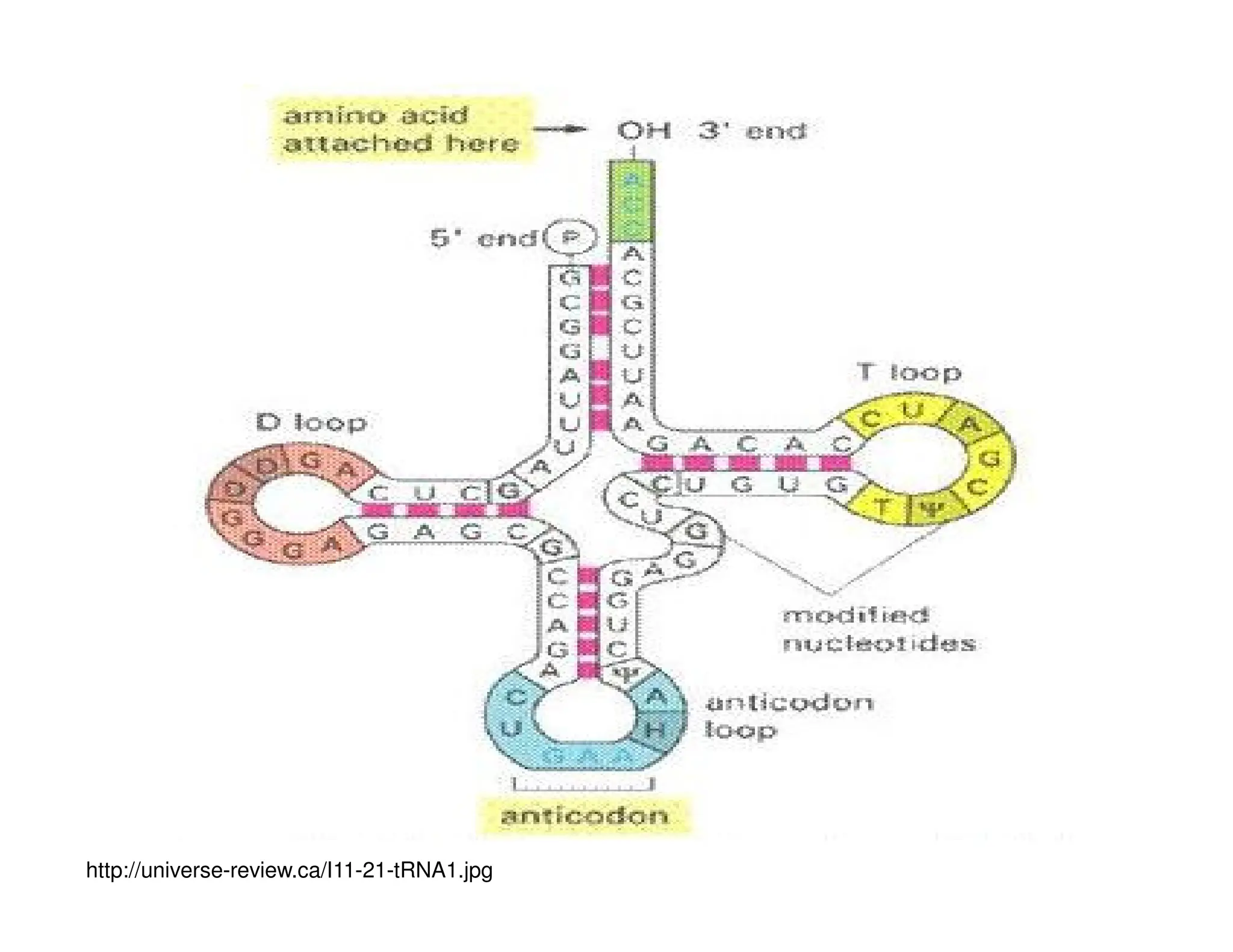 http://universe-review.ca/I11-21-tRNA1.jpg
 