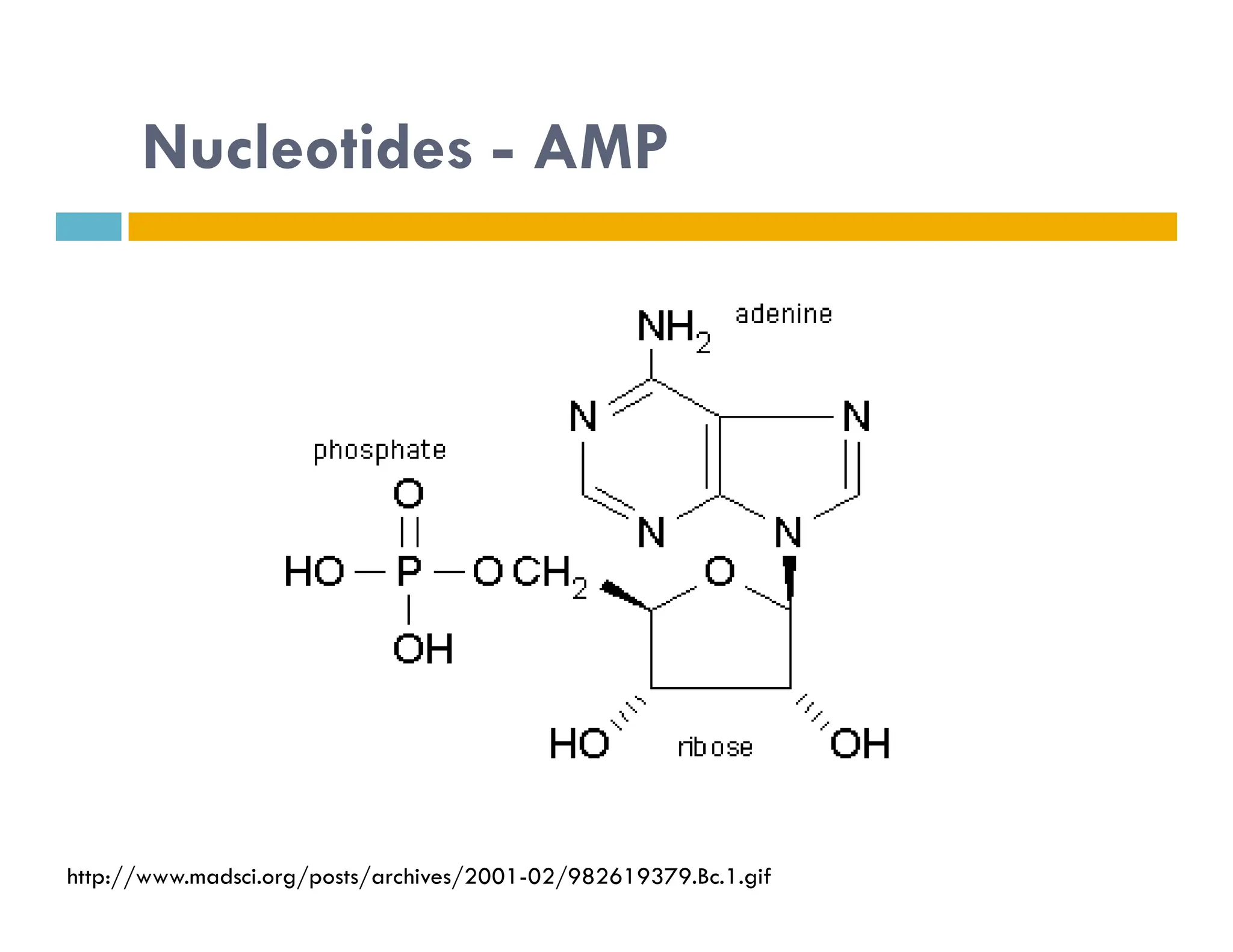 Nucleotides - AMP
http://www.madsci.org/posts/archives/2001-02/982619379.Bc.1.gif
 