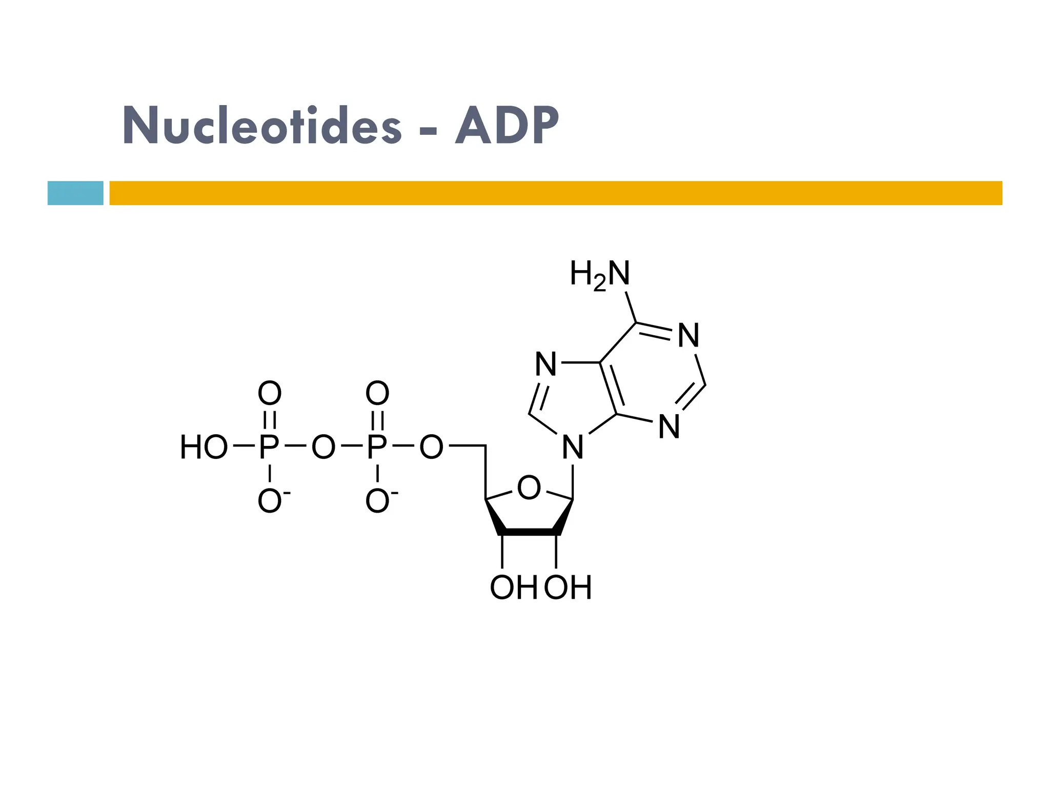 Nucleotides - ADP
 