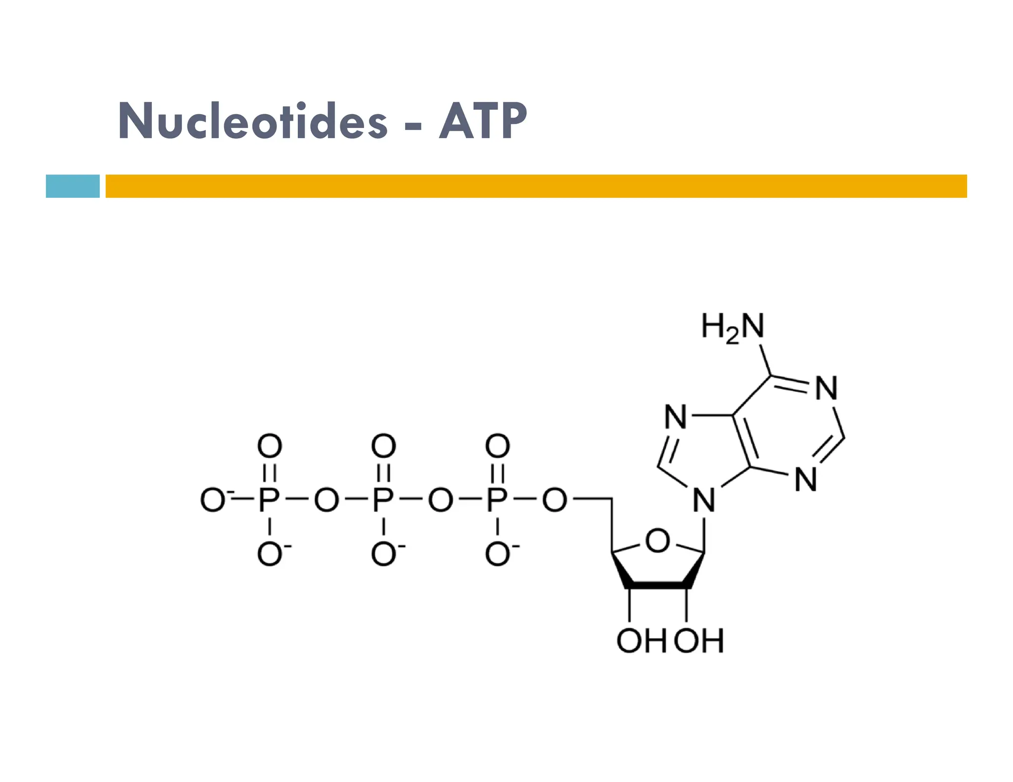 Nucleotides - ATP
http://upload.wikimedia.org/wikipedia/commons/thumb/1/10/ATP_chemical_structure.png/800px-
ATP_chemical_structure.png
 
