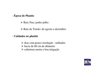 - Época de Plantio

         Raiz Nua: junho-julho

         Raiz de Torrão: de agosto a dezembro

- Cuidados no plantio

         dias com pouco insolação - nublados
         bacia de 60 cm de diâmetro
         cobertura morta e boa irrigação
 