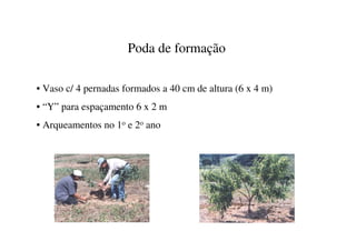 Poda de formação

• Vaso c/ 4 pernadas formados a 40 cm de altura (6 x 4 m)
• “Y” para espaçamento 6 x 2 m
• Arqueamentos no 1o e 2o ano
 