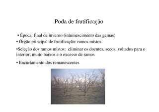 Poda de frutificação

 • Época: final de inverno (intumescimento das gemas)
• Órgão principal de frutificação: ramos mistos
•Seleção dos ramos mistos: eliminar os doentes, secos, voltados para o
interior, muito baixos e o excesso de ramos
• Encurtamento dos remanescentes
 