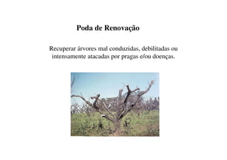 Poda de Renovação

Recuperar árvores mal conduzidas, debilitadas ou
 intensamente atacadas por pragas e/ou doenças.
 
